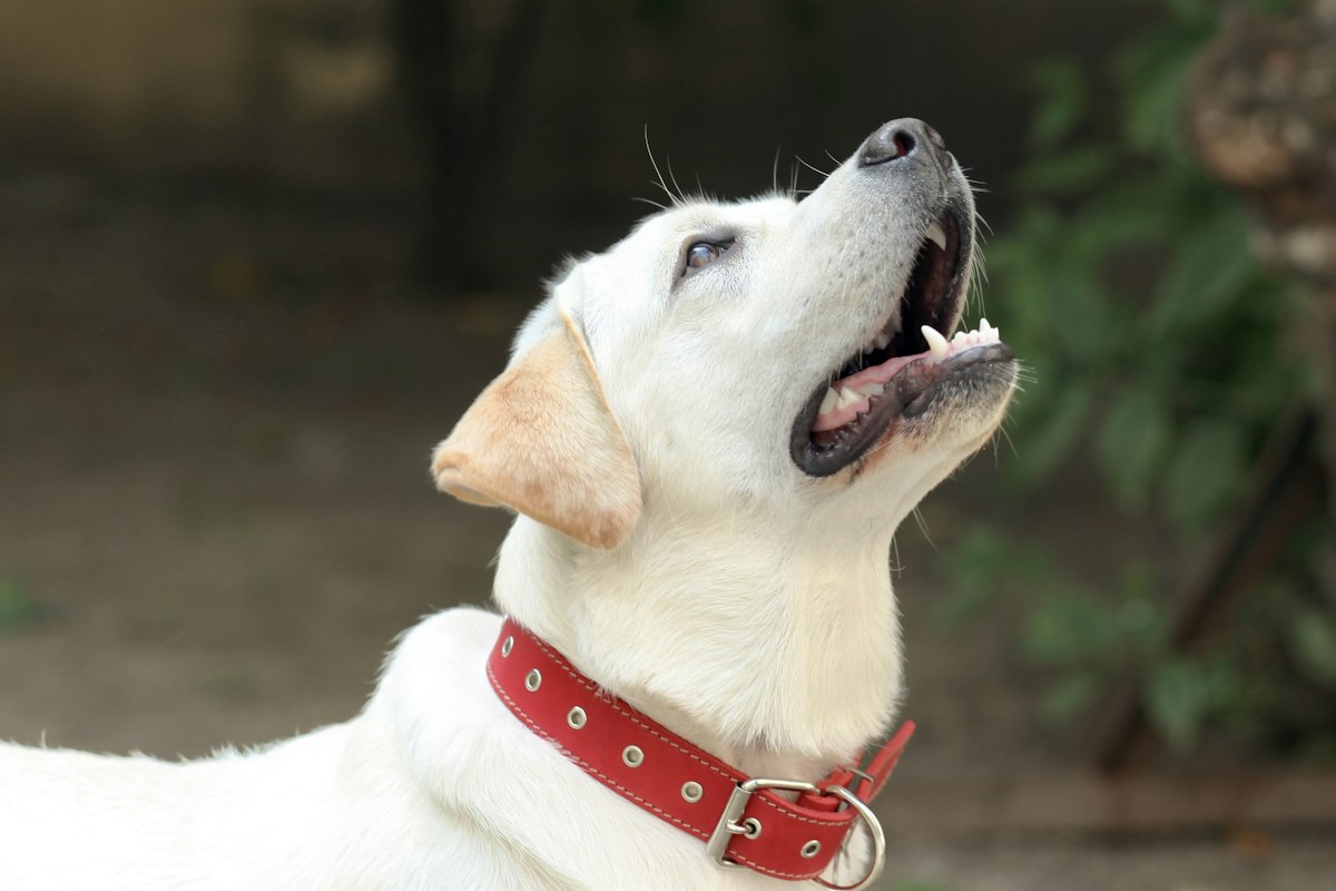 Dog wearing a collar