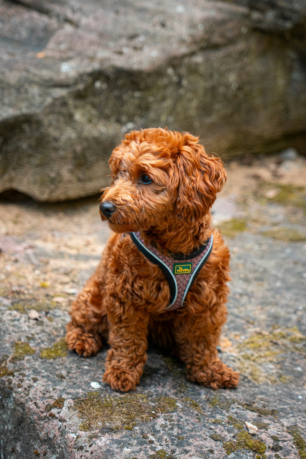 Dog wearing a harness outdoors